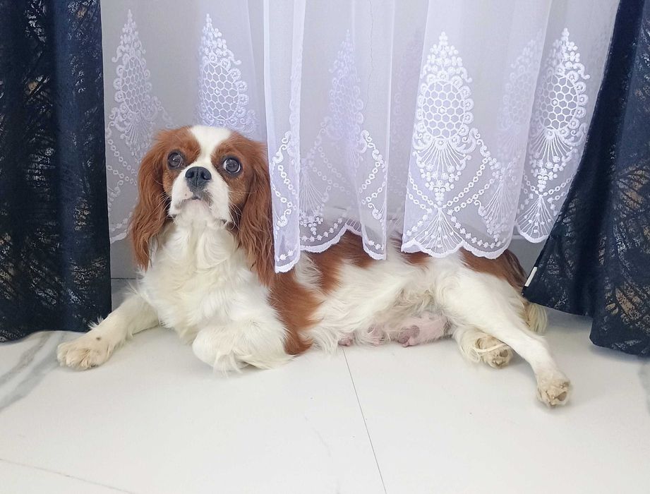 Na sprzedaż dorosła suczka Cavalier King Charles Spaniel