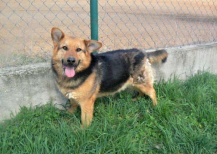 Uroczy Iwo szuka domku