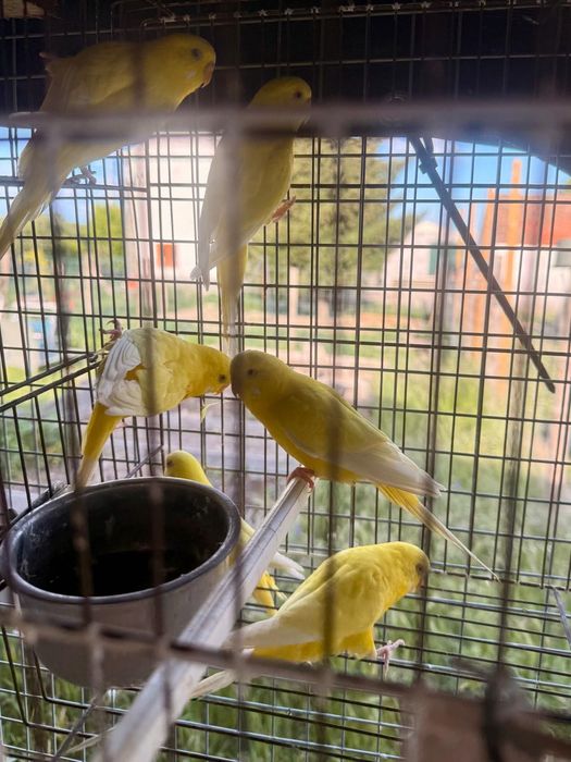 Agapornis e Periquitos Puros
