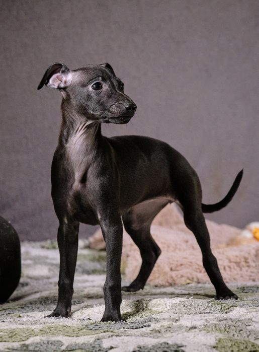 Щенки левретки,черного окраса,девочки.