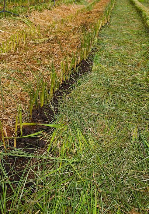 Plantas Vetiver Biológico (Slips) - Controlo de Erosão e Estabilização de Taludes