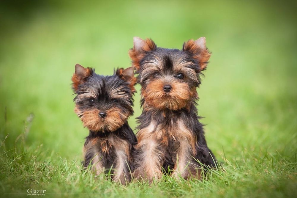 Професійний розплідник пропонує
