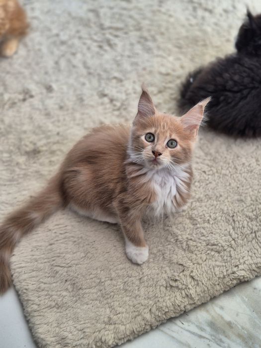 Kot Maine coon po sterylizacji- kastracji Gotowy do odbioru