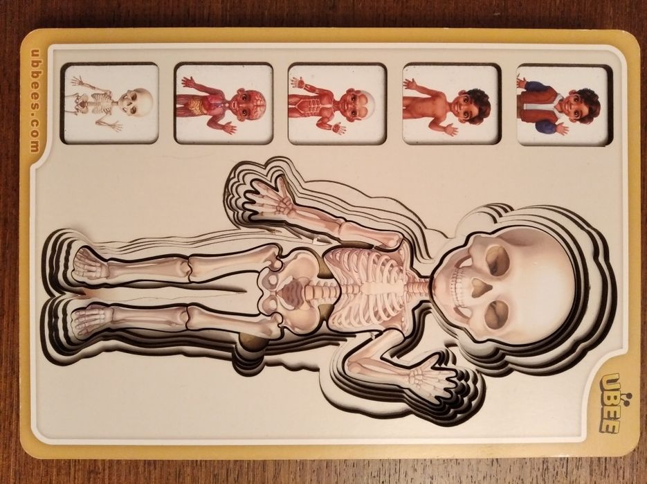 ПАЗЗЛЫ "Анатомия. Организм человека. Строение тела"