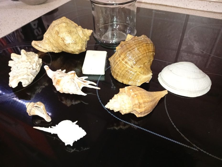Продам ракушки, мушлі.