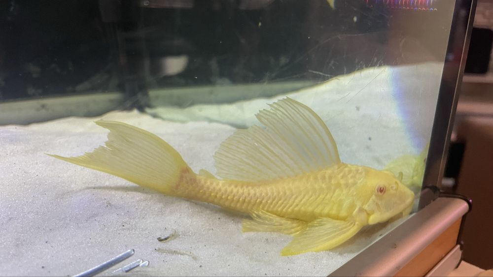 Vendo ciclideos americanos