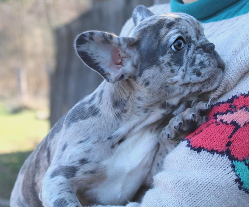 Французики генні карапузики