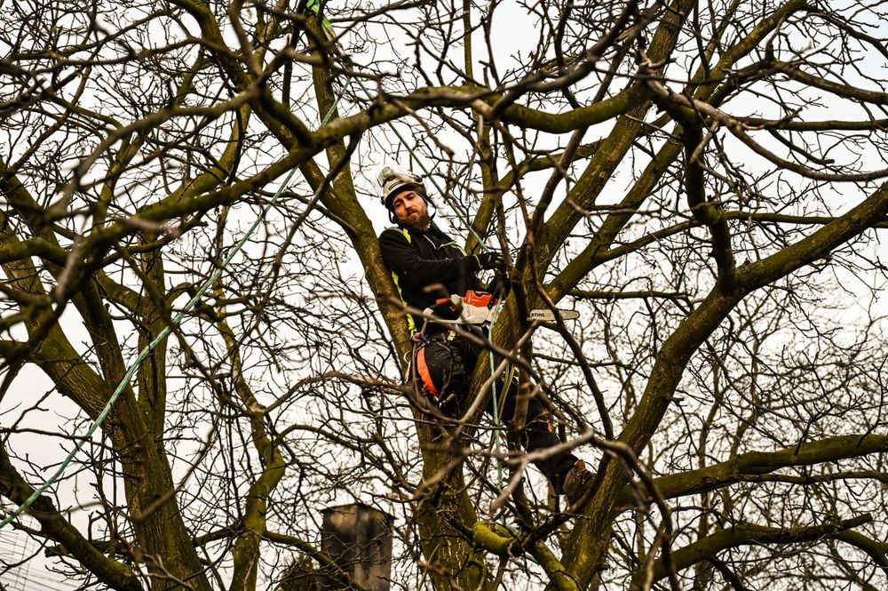 Wycinka drzew metodą linową, usuwanie posuszu i wiatrołomów