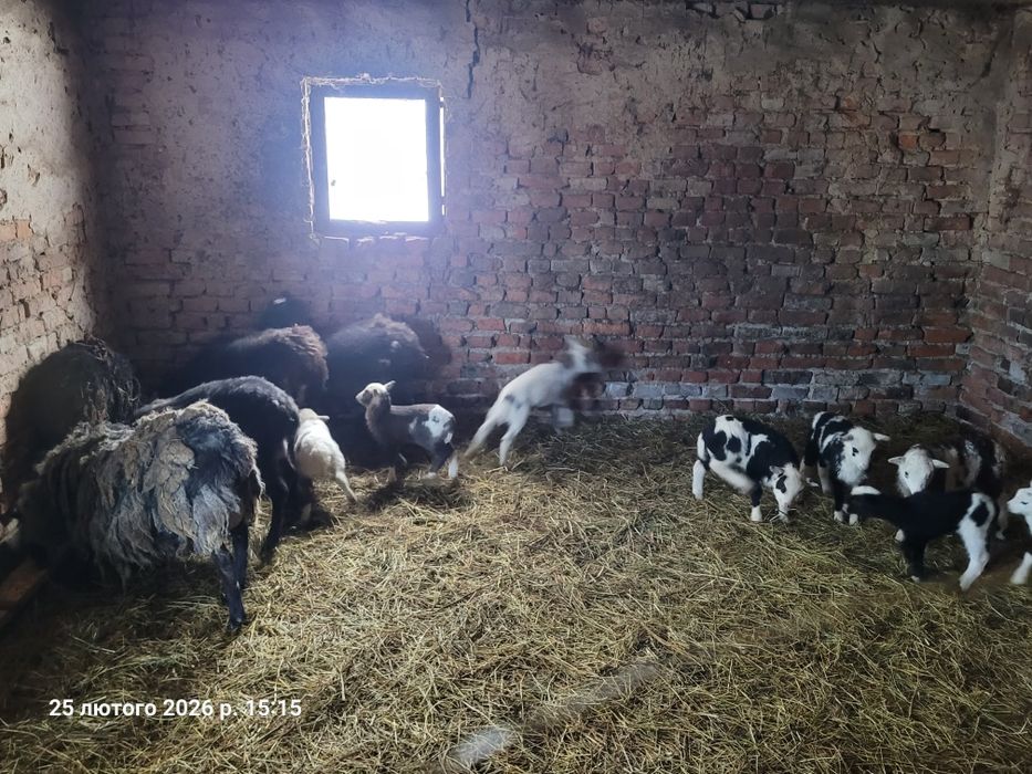 Продам  барана Дорпер (суміш з романівською)