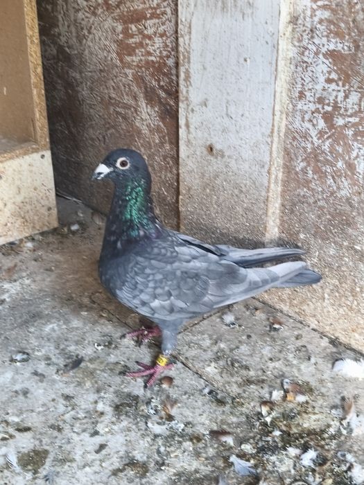 Samczyk Andaluz zmieni Dom