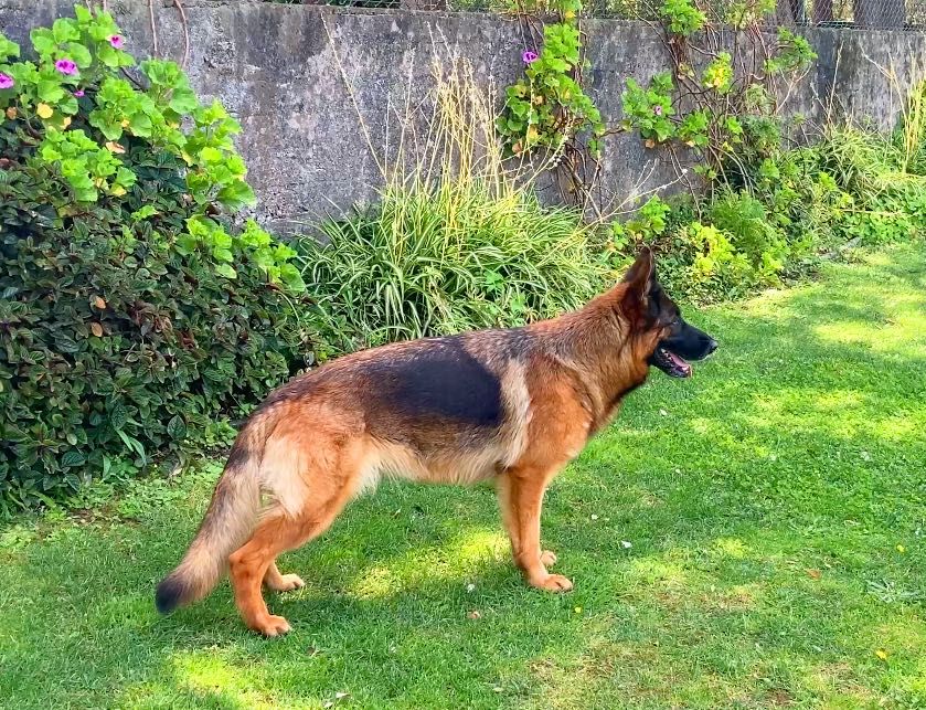 PASTOR ALEMÃO CACHORRO TOP QUALIDADE