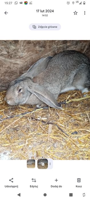 Sprzedam króliki
