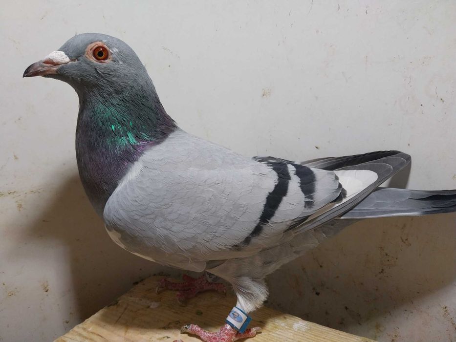 Gołębie pocztowe- Unikat! Samica NOR 2025- czip logo tel/ mega! Ptak