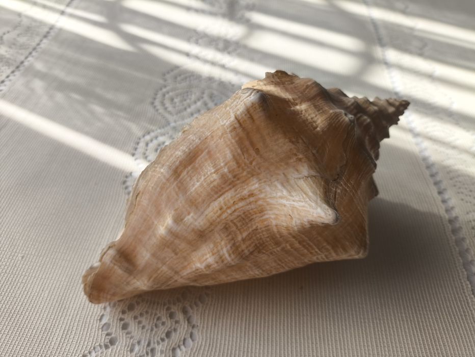 Мушля (ракушка) велика