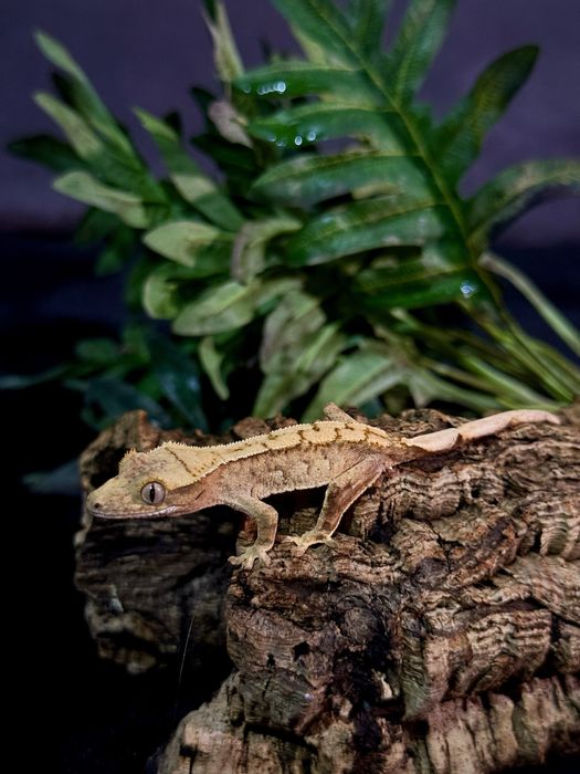 Gekon Orzęsiony po samcu Lilly White