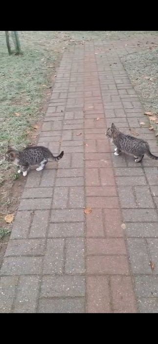 Oddam koty stajenne w dobre ręce.