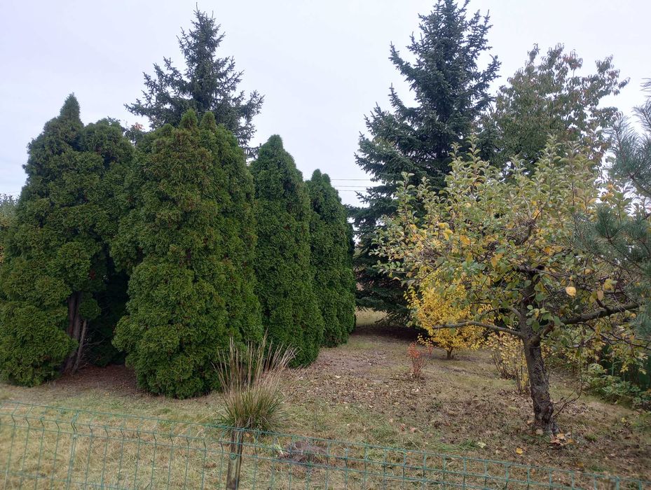Sprzedam działkę ROD