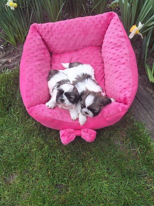 Już do odbioru pieski shih-tzu  wzorcowe mini