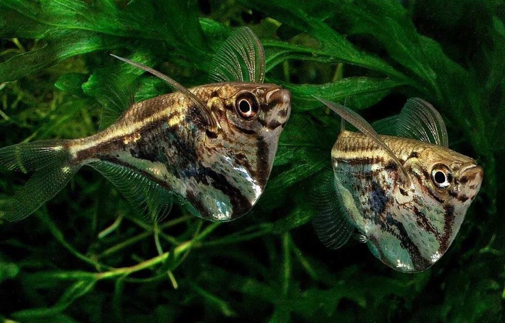 Pstrążenica marmurkowa - Carnegiella strigata - dowóz, wysyłka