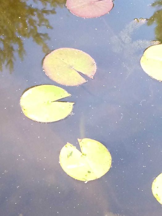 Лілія водяна, німфея Блек Принцес