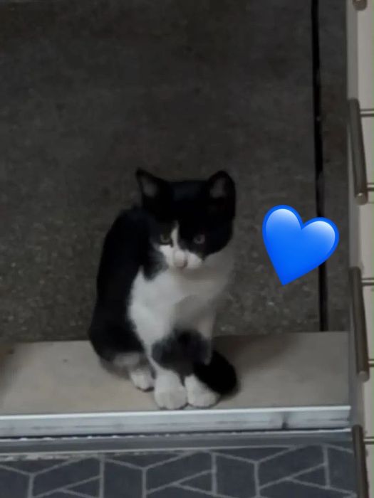 Gatinhos bebés para adoção responsável