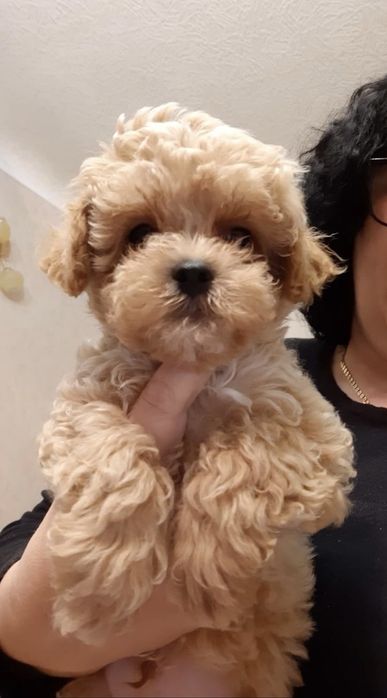 Мальтипу модный дизайнерский мальчик и девочка