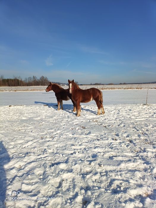 Sprzedam żrebaki w typie  Sztumskim 7 misięczne