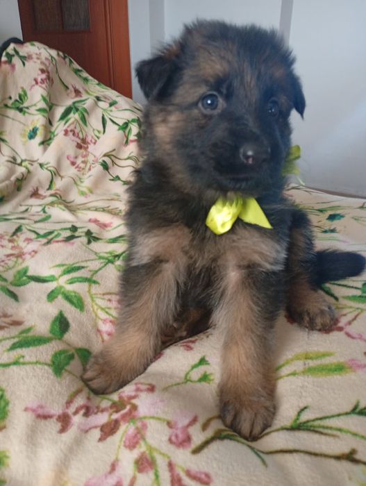 Oddam za darmo  w dobre ręce