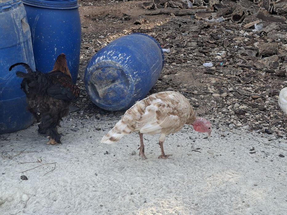 Vendo quatro peruas e um peru