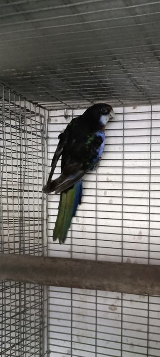 Rosela Exímius black fêmea