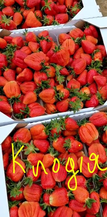 Саджанці полуниці, саженцы клубники  копанка та вуса клодія та румба, альба