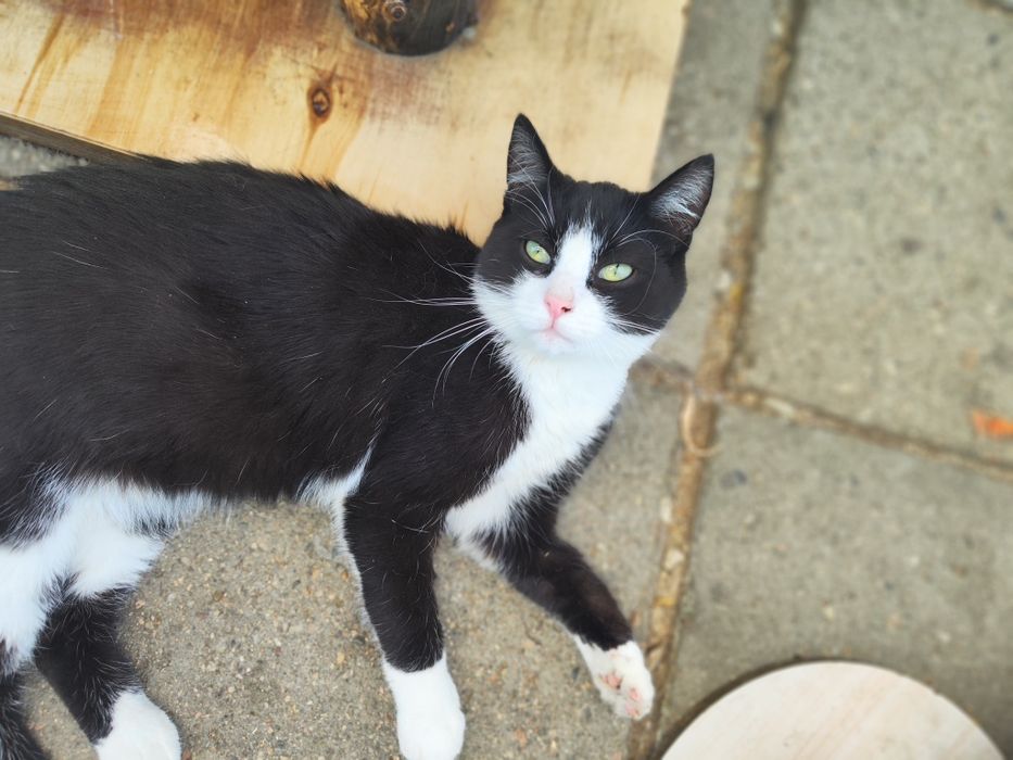Niesamowity, przyjazny roczny kocurek do adopcji