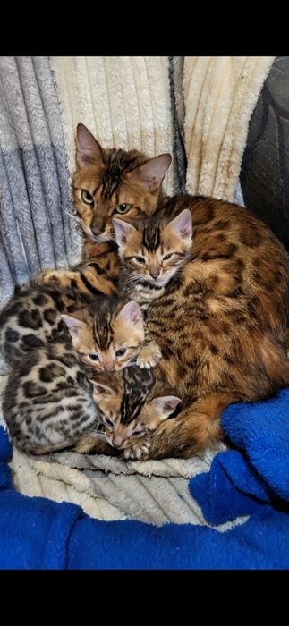 Бенгальские котята WCF