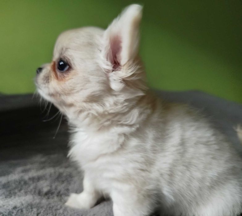 Chihuahua maleńki chłopczyk