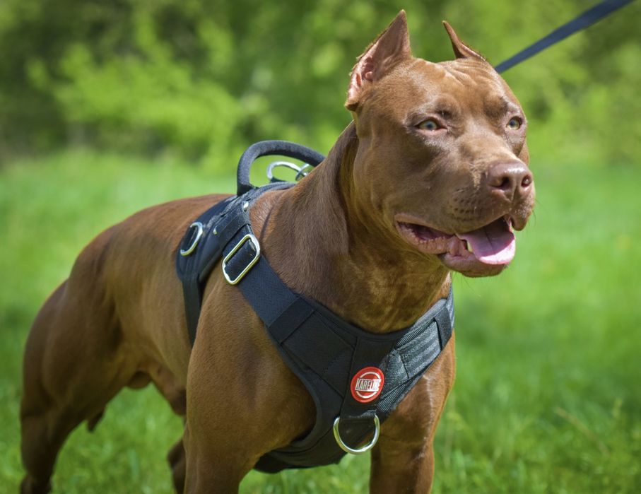 Шоколадні красені Американського Пітбультер'єра