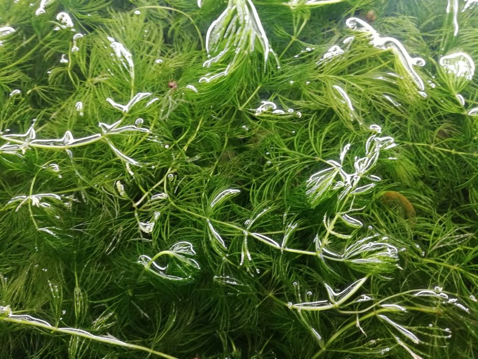 Акваріумні рослини