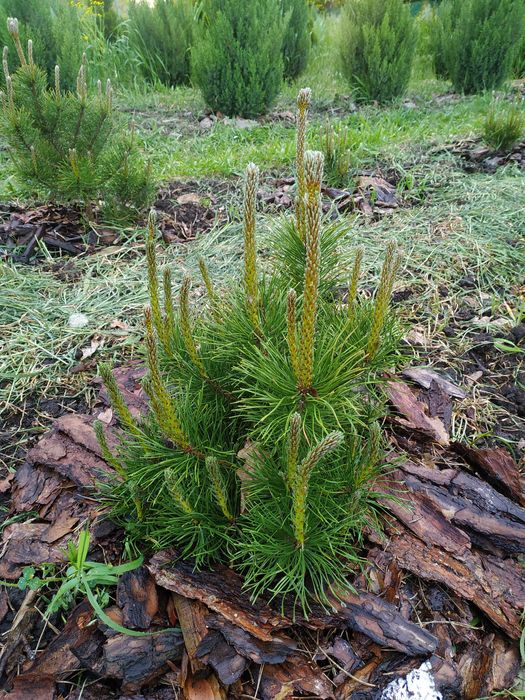Сосна горная 'Мугус'. Декоративные растения