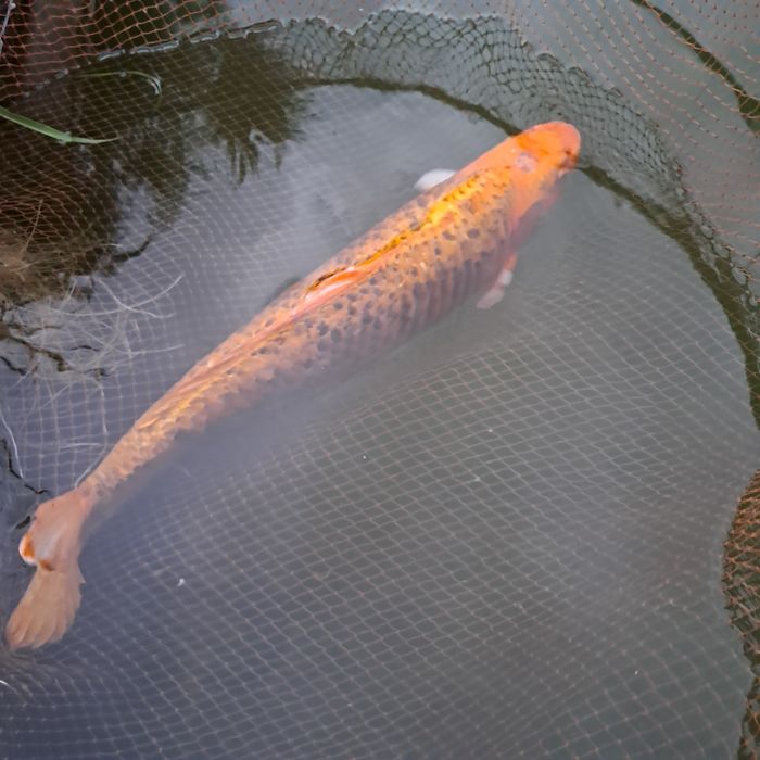 Carpa Koi Amarela