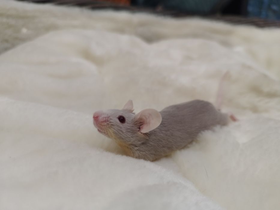 Mysz Champange (samica) MASSON