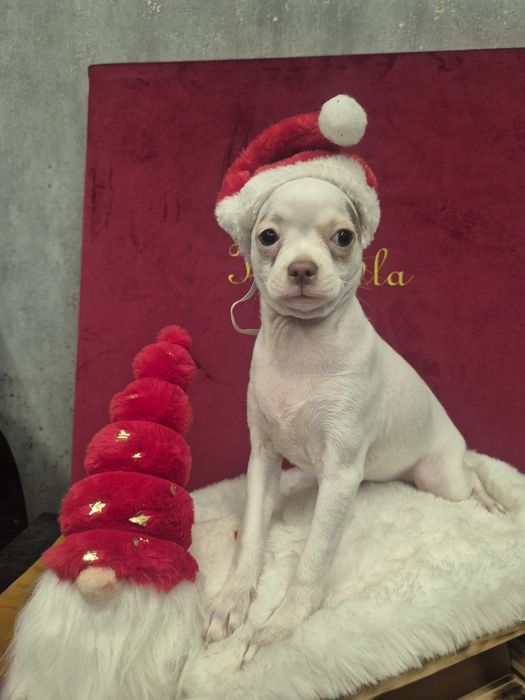 Chihuahua tessa przepiekna dziewczynka krótkowłosa