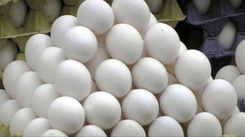 Інкубаційне яйце кур породи Легорн білий