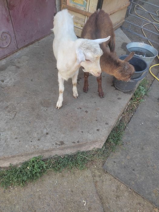 Продам козлят недорого