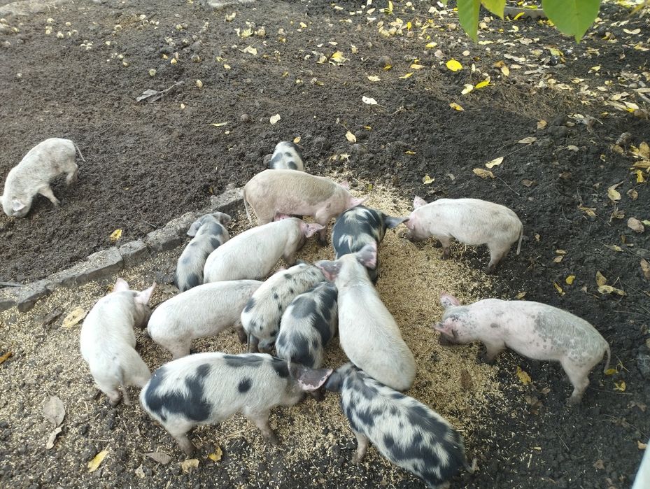 Продам поросят..