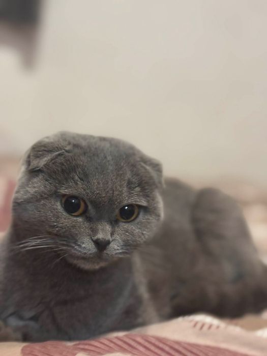 Кошенята шотландські