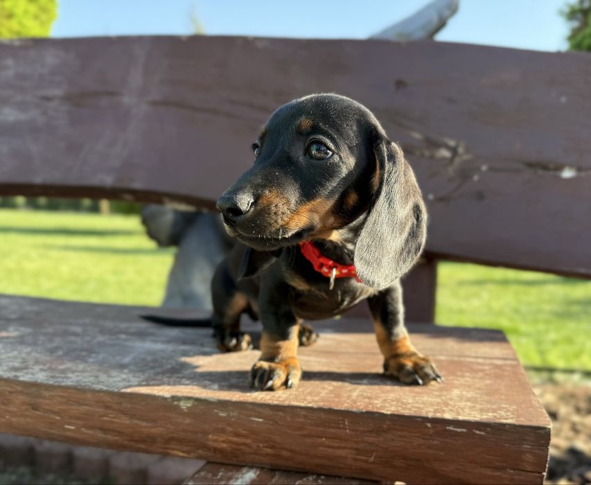 Jamnik miniaturowy samiec