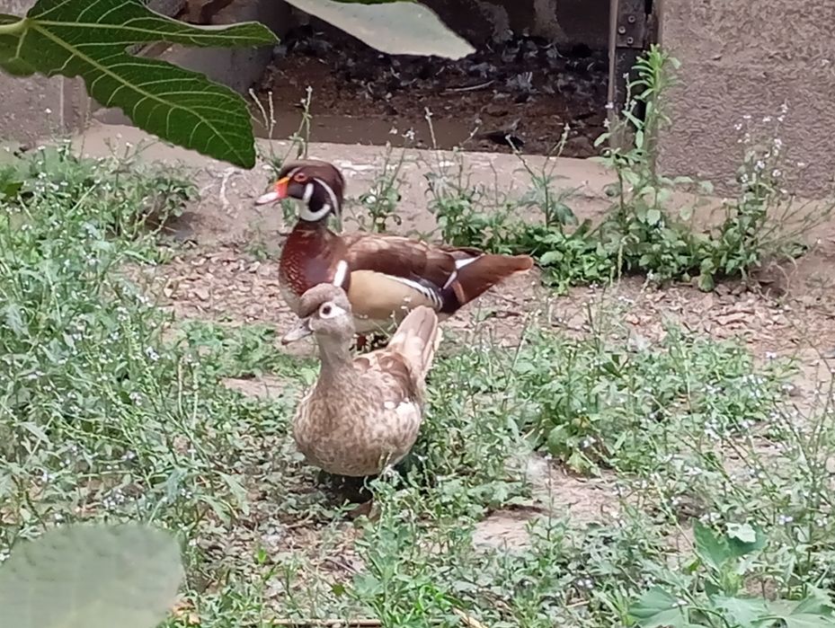 Casais de Patos Ornamentais;2024/2025