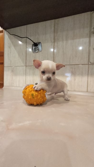 Śliczne szczenię -Chihuahua