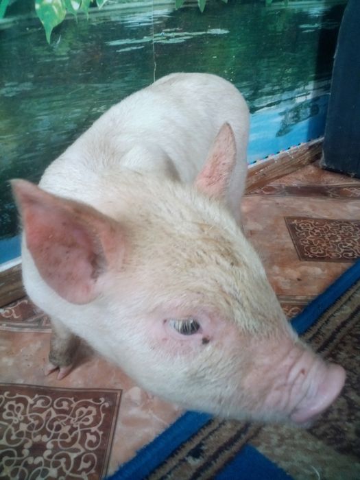 Продаємо поросят. За опт зробим знижку.Є 6 кабанчиків і 2 свинки.