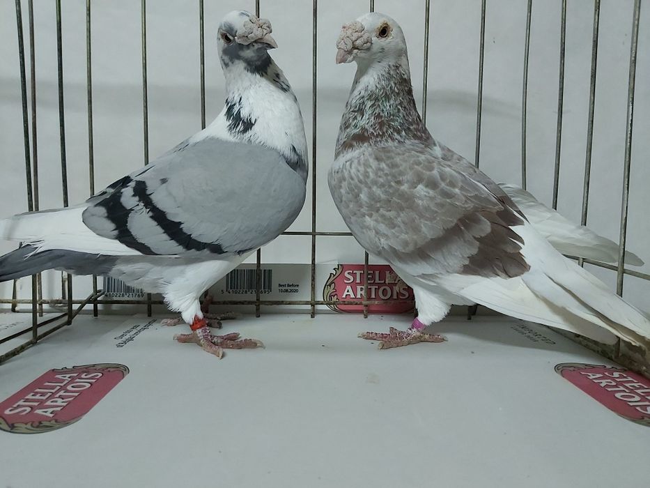 Gołębie Staropolskie