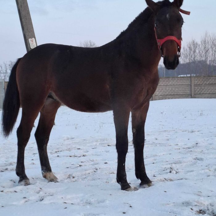 Ogier śląski Derek